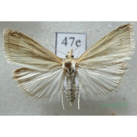 Udea lutealis (Hübner, 1809) Czech47e